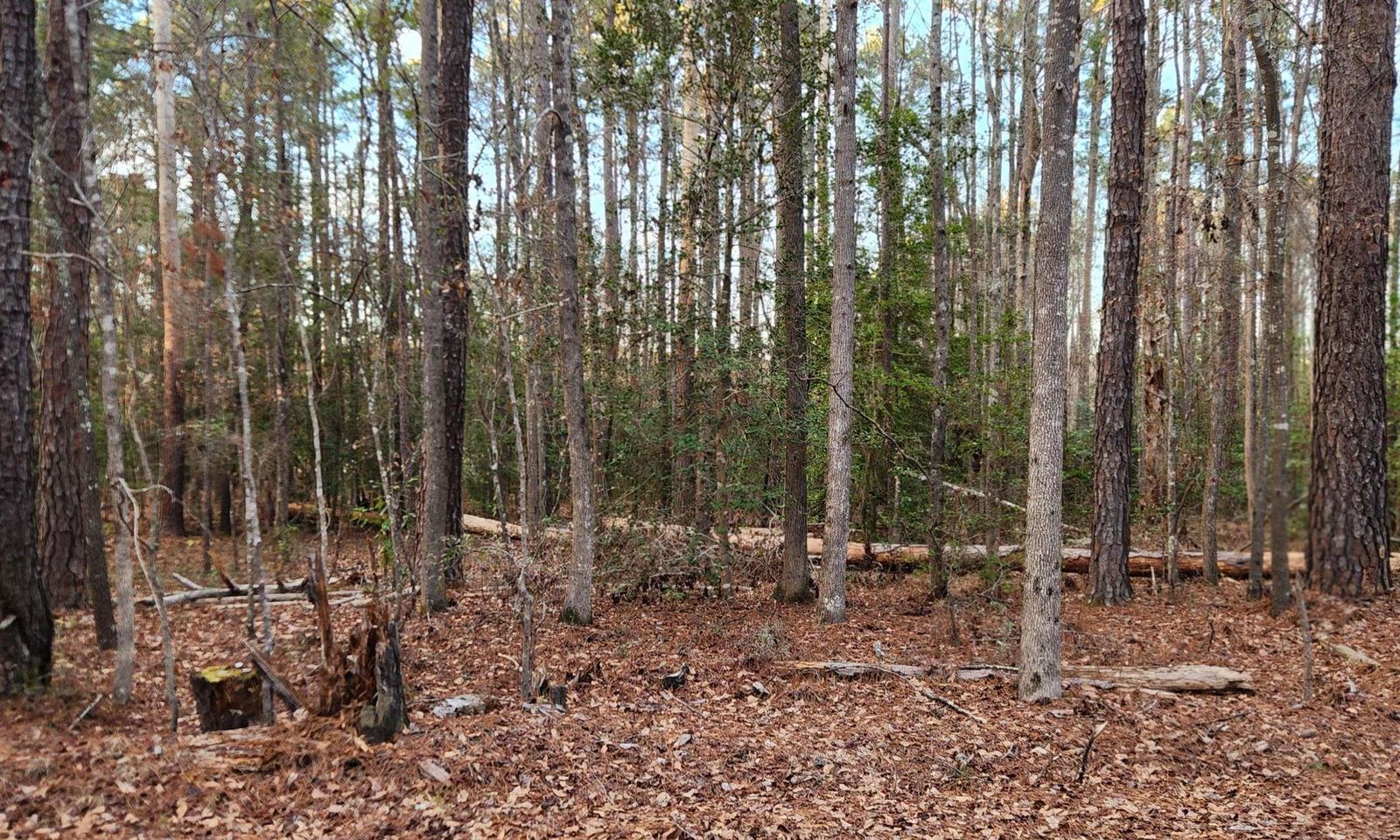 Property image 3 at 113 Buck Dr, Hopkins, SC 29061