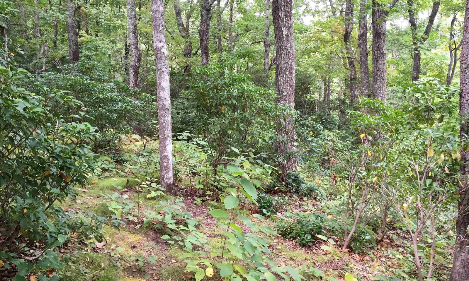 Property image 1 at 401 Panther Mountain Road, Zirconia, NC 28790