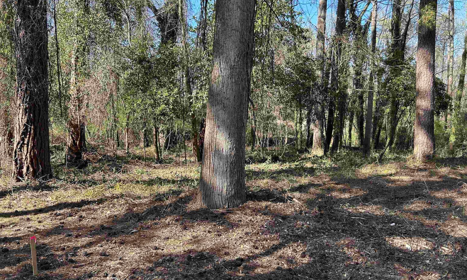 Property image 2 at 305 Bertha Avenue, Columbia, SC 29203