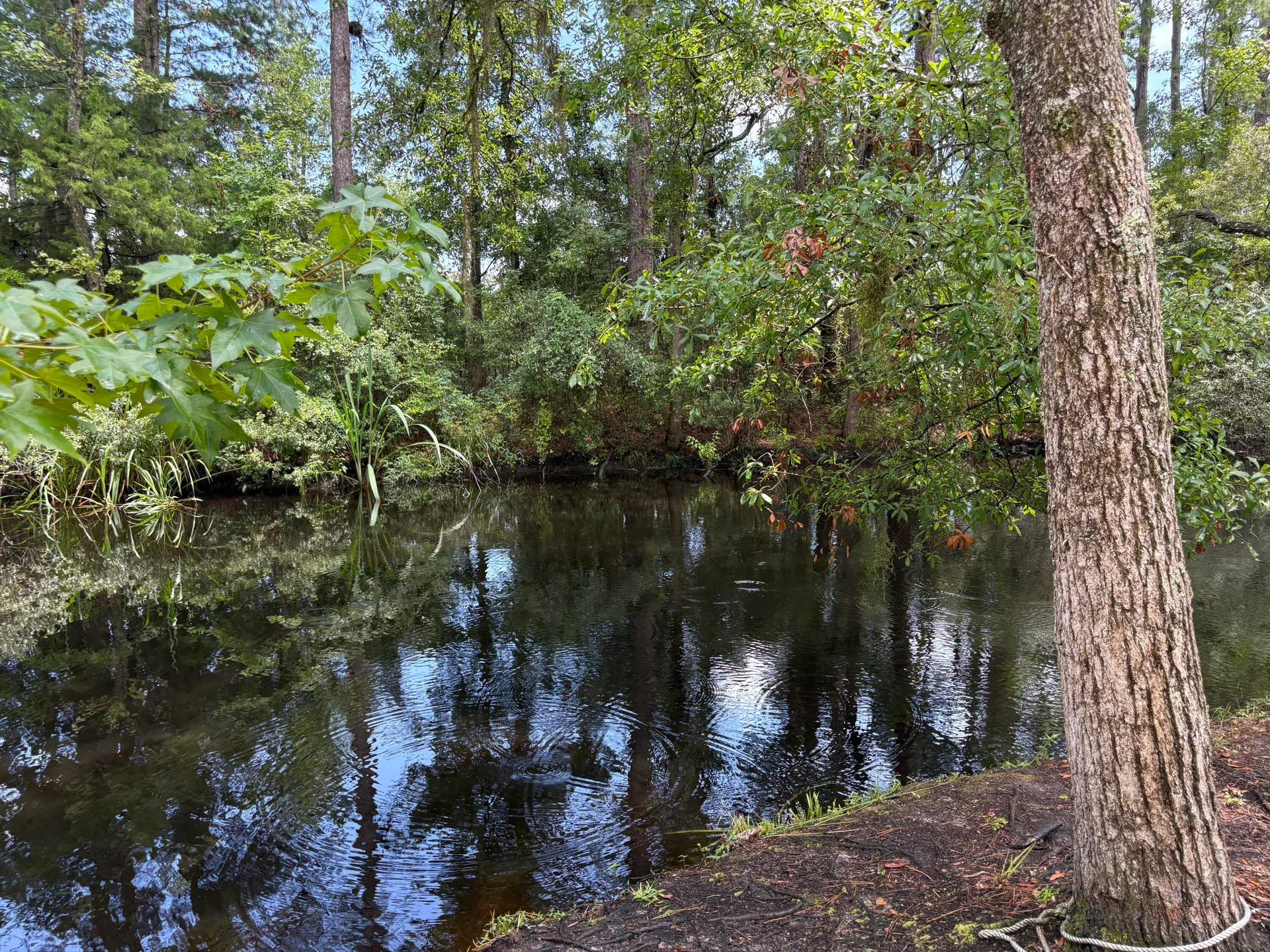 Property image 2 at 3469 Prices Bridge Lane, Walterboro, SC 29488