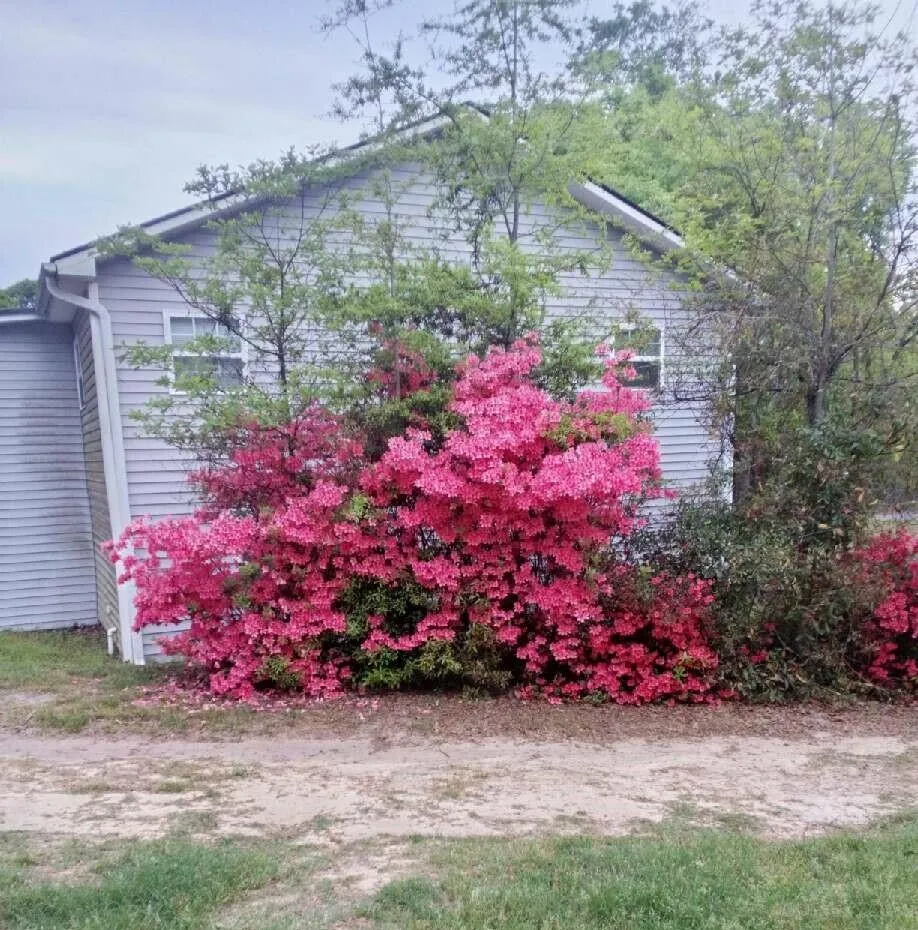 Property image 5 at 1201 Crescent Drive, Summerton, SC 29148
