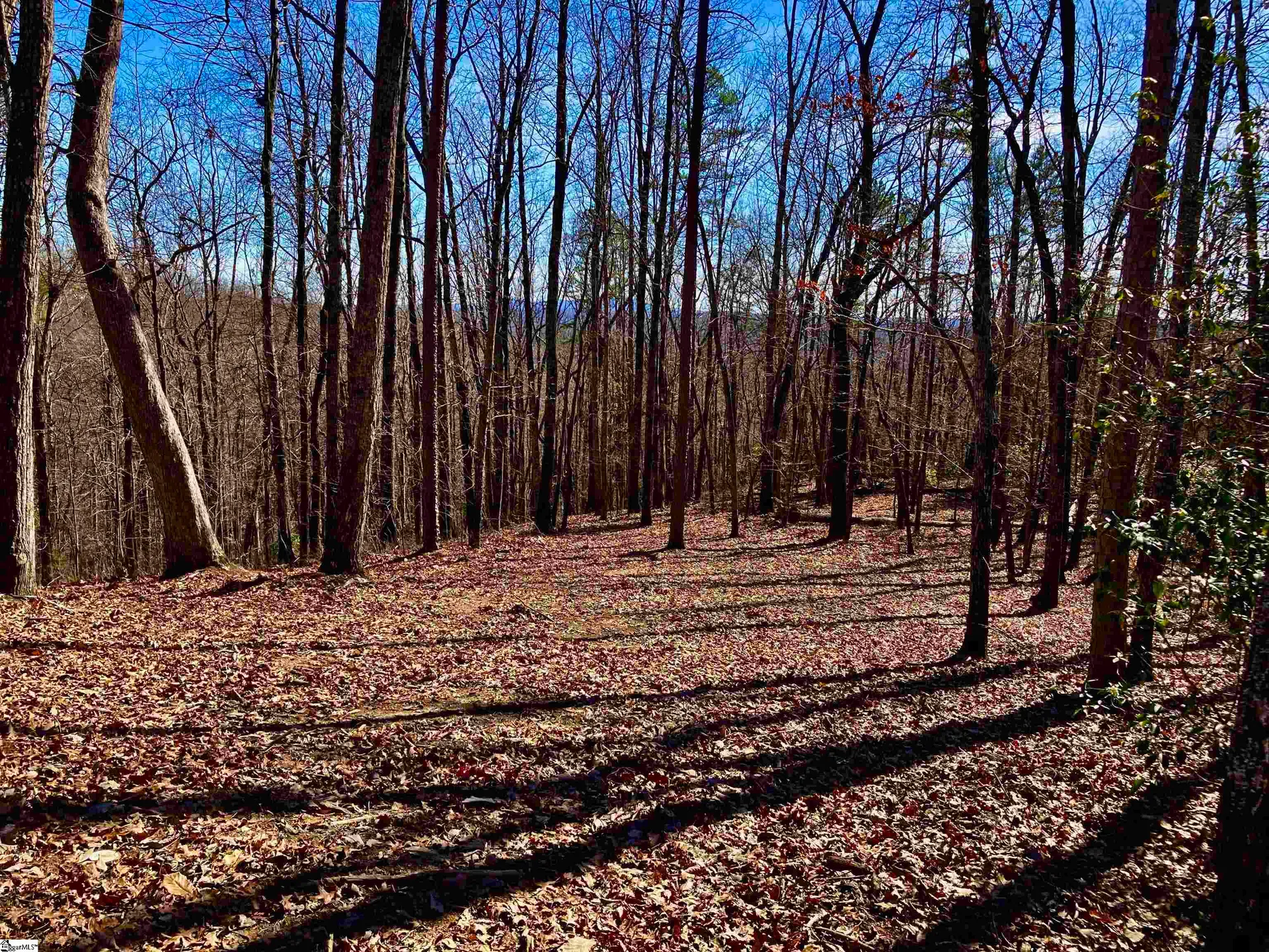 25 Cherokee Rose Trail