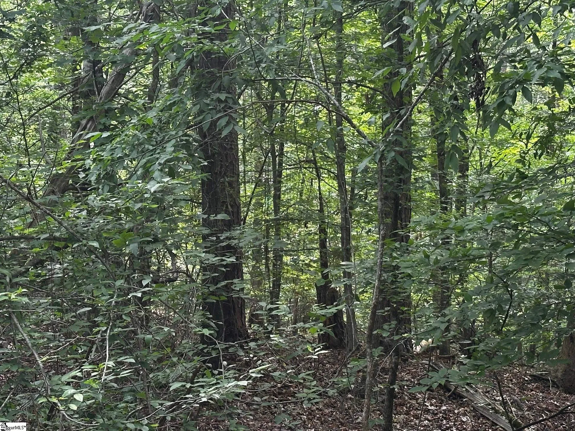614 Rocky Trail