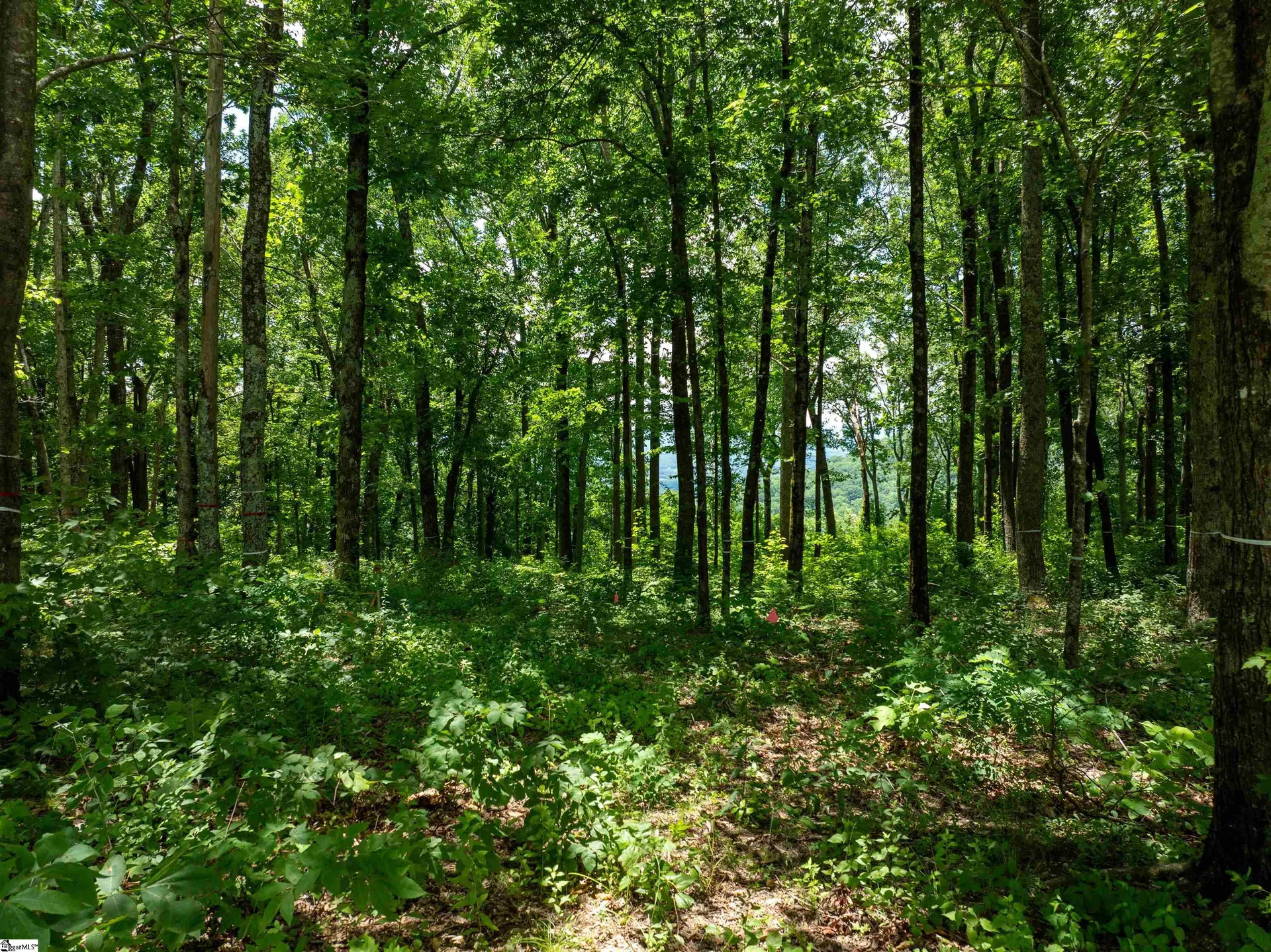 Property image 4 at 28 Raven Road, Landrum, SC 29356