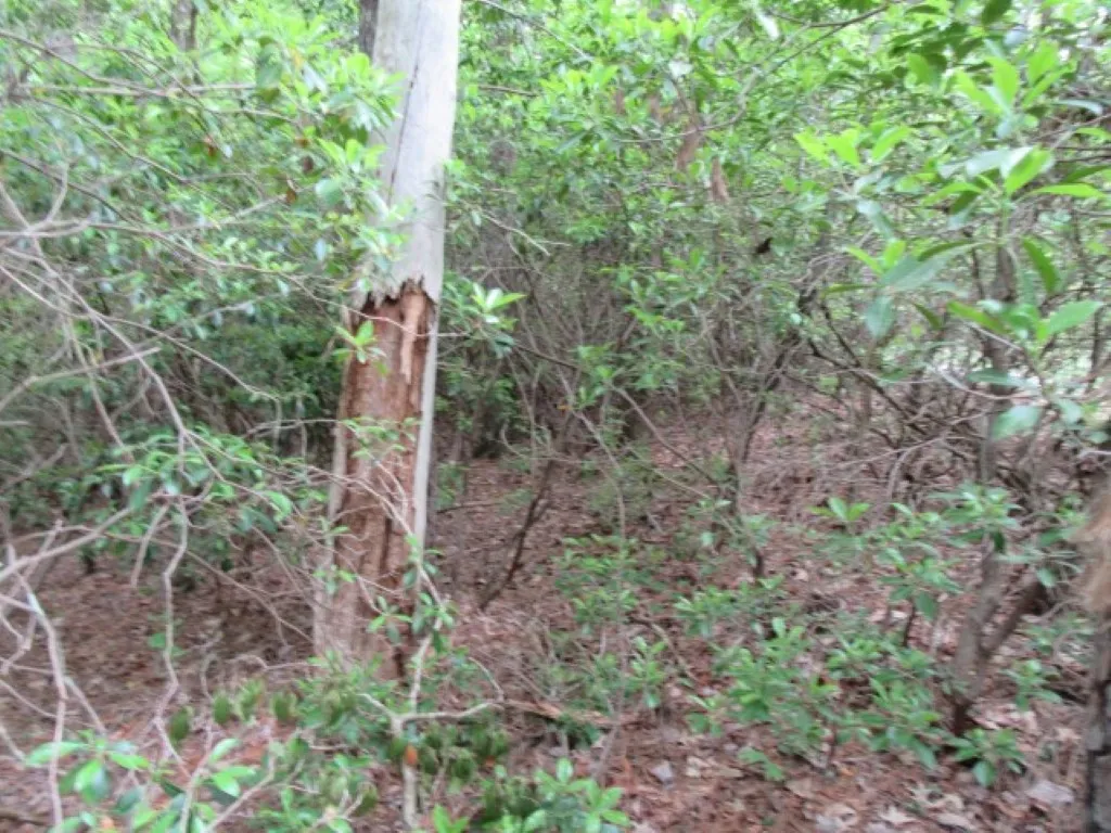 Property image 3 at 343 Gauley Falls Road, Pickens, SC 29671