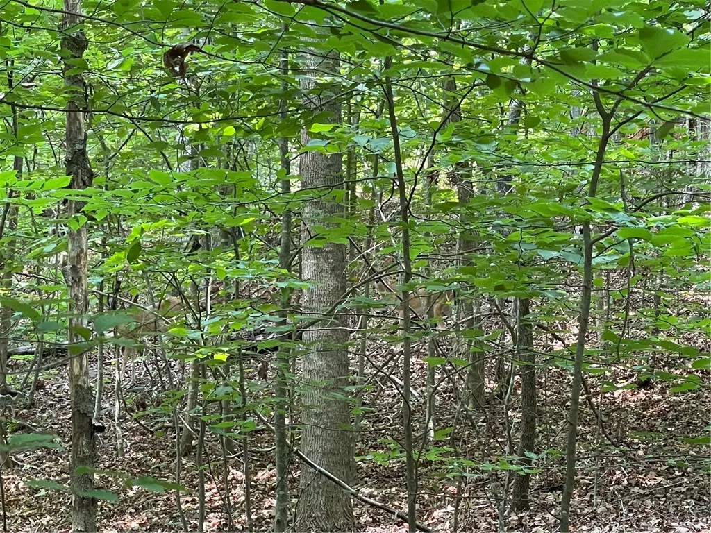 Property image 4 at Lot 784 S Hogan Drive, Westminster, SC 29693