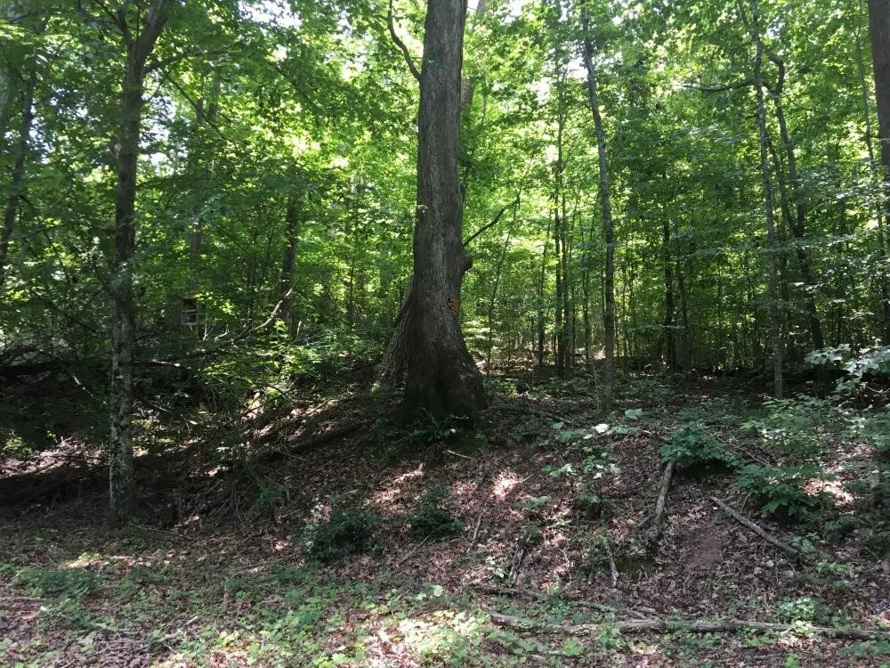 Property image 3 at 0 S Plainview Drive, Greenville, SC 29611