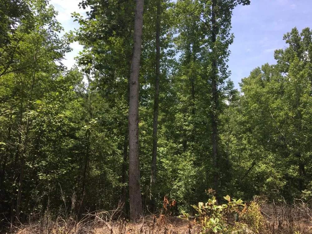 Property image 4 at 0 S Plainview Drive, Greenville, SC 29611